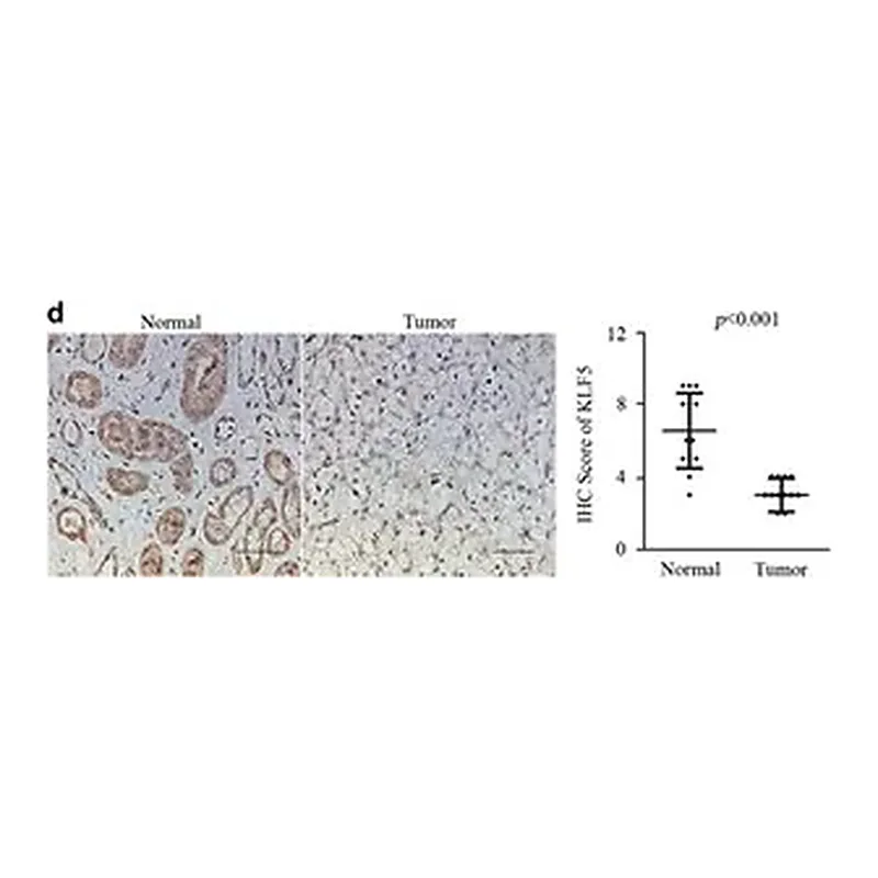Merck Anti-KLF5 antibody produced in rabbit