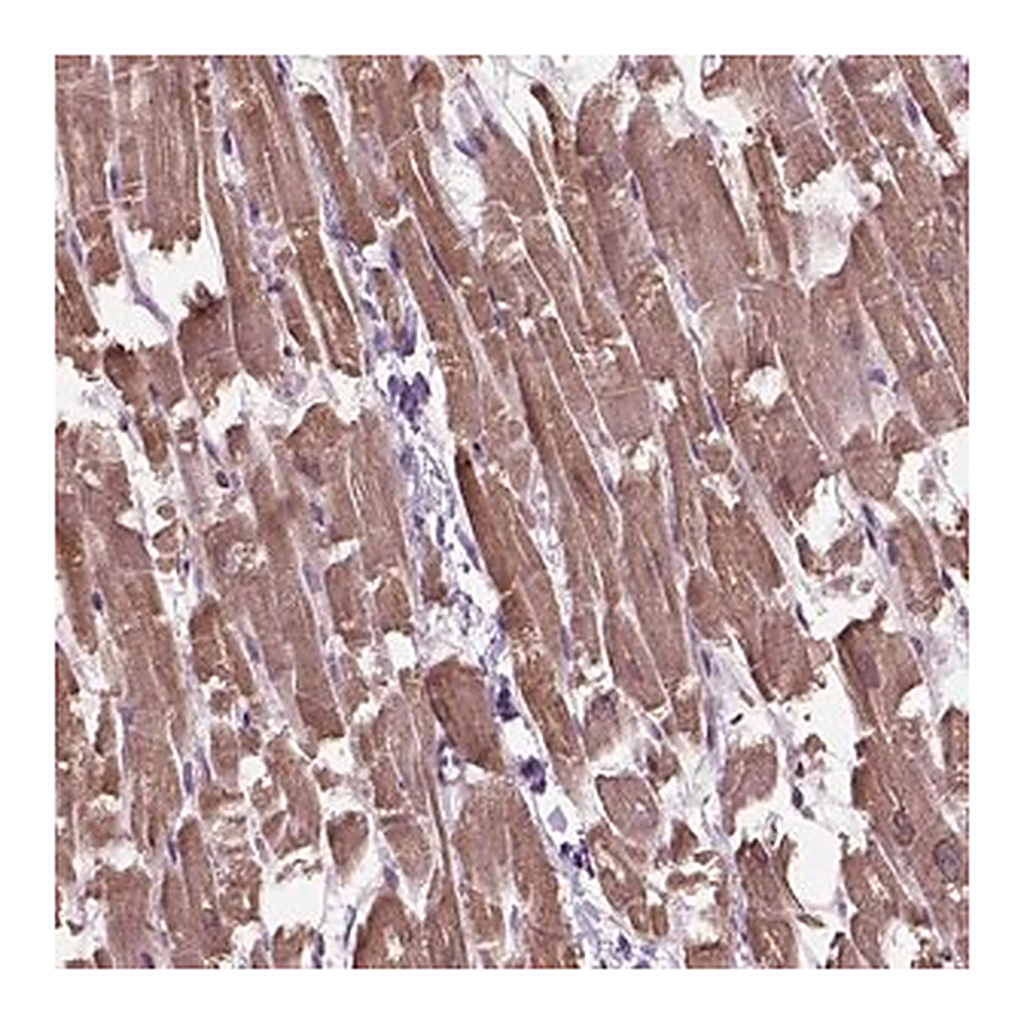 Merck Anti-XK antibody produced in rabbit