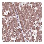 Merck Anti-XK antibody produced in rabbit