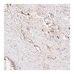 Merck Anti-LYVE1 antibody produced in rabbit