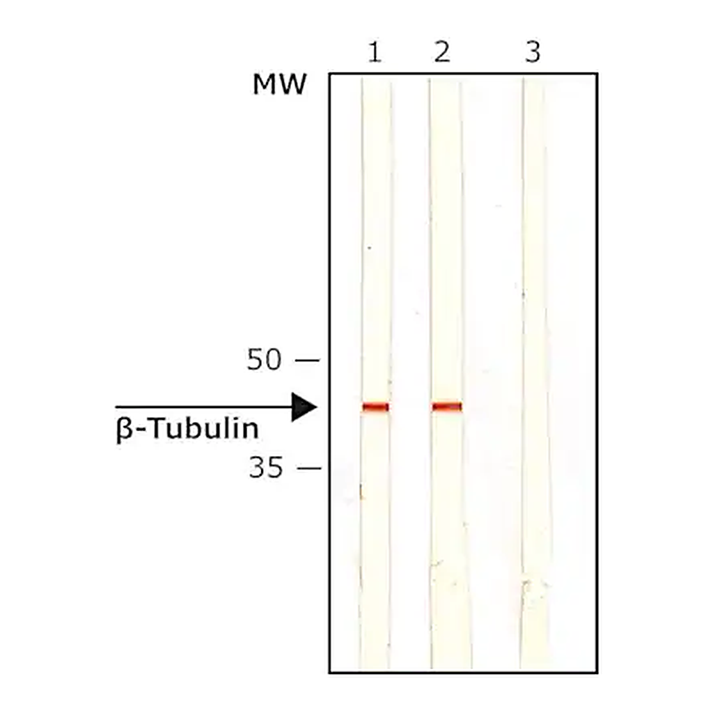 Merck Monoclonal Anti-β-Tubulin I+II antibody produced in mouse