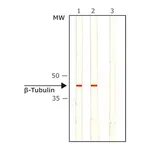 Merck Monoclonal Anti-β-Tubulin I+II antibody produced in mouse