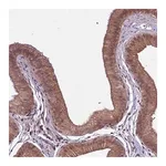 Merck Anti-SPRED1 antibody produced in rabbit