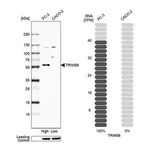 Merck Anti-TRIM58 antibody produced in rabbit