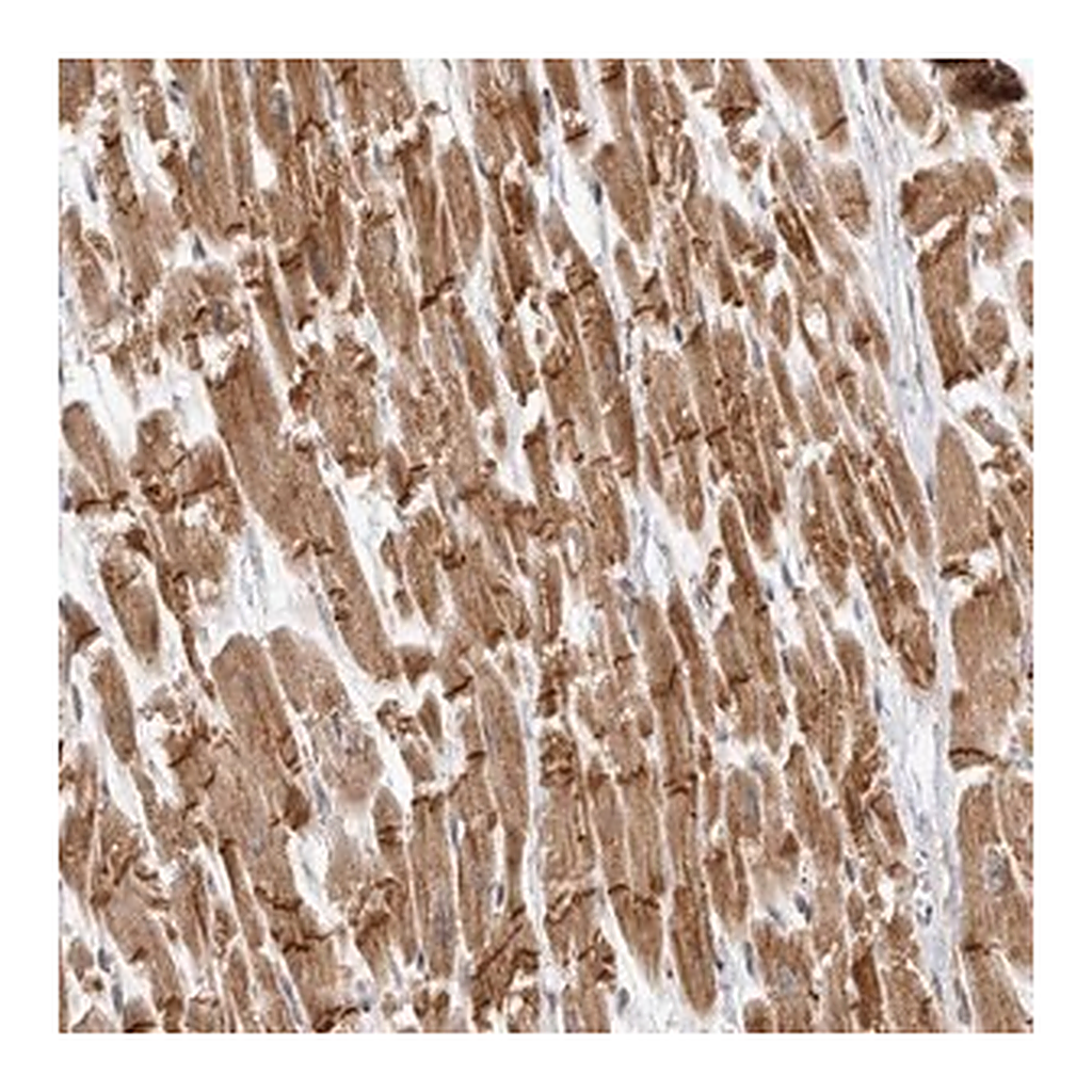 Merck Anti-TMEM65 antibody produced in rabbit