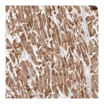 Merck Anti-TMEM65 antibody produced in rabbit