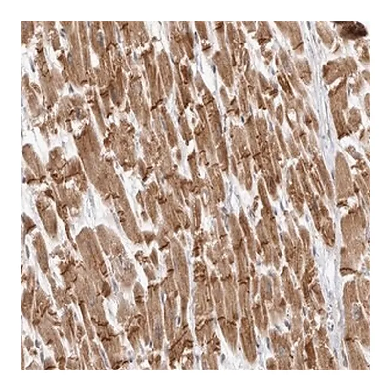 Merck Anti-TMEM65 antibody produced in rabbit