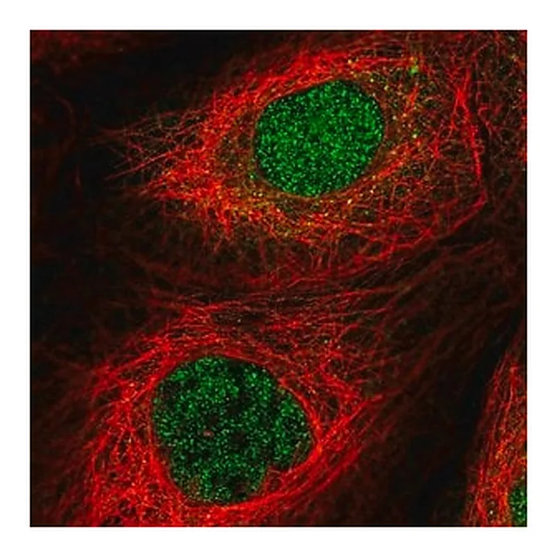 Merck Anti-FAN1 antibody produced in rabbit