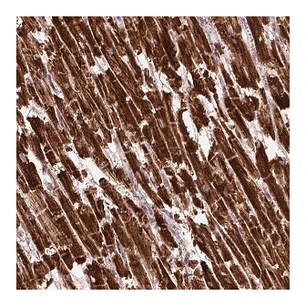 Merck Anti-MT-CO1 antibody produced in rabbit