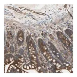 Merck Anti-IGSF9B antibody produced in rabbit