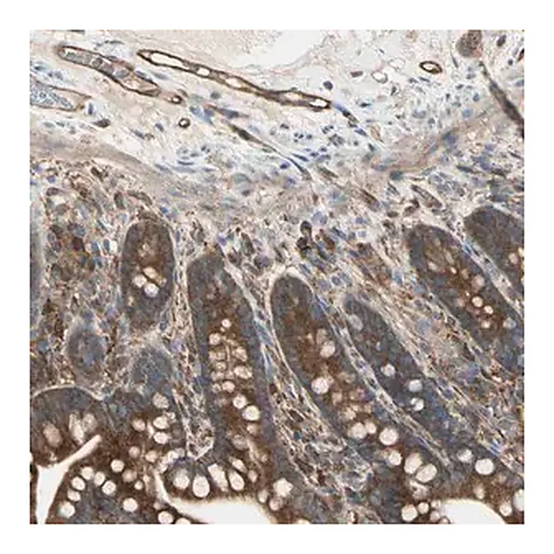 Merck Anti-IGSF9B antibody produced in rabbit
