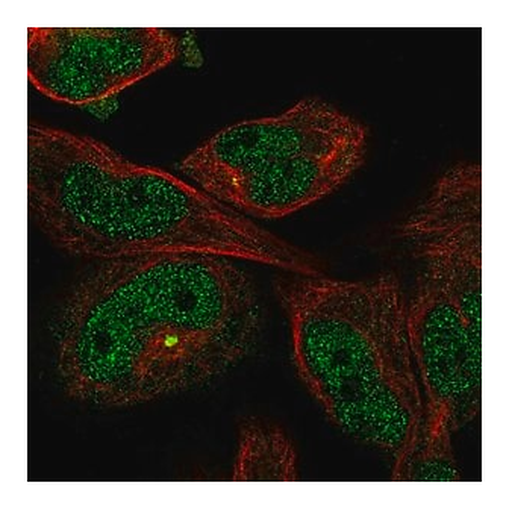 Merck Anti-MYO18B antibody produced in rabbit