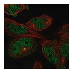 Merck Anti-MYO18B antibody produced in rabbit
