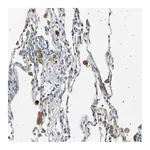 Merck Anti-LDLR antibody produced in rabbit