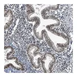 Merck Anti-YTHDC1 antibody produced in rabbit