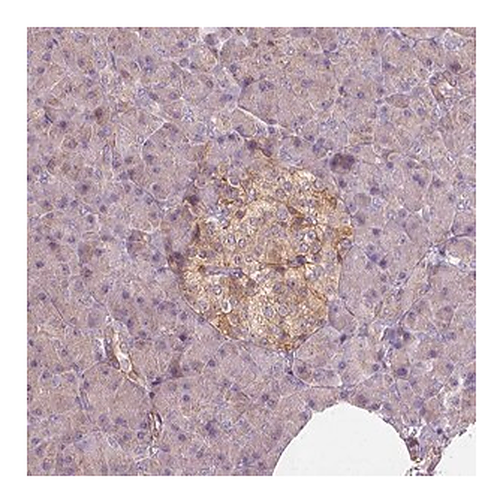 Merck Anti-GPRC5D antibody produced in rabbit