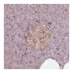 Merck Anti-GPRC5D antibody produced in rabbit