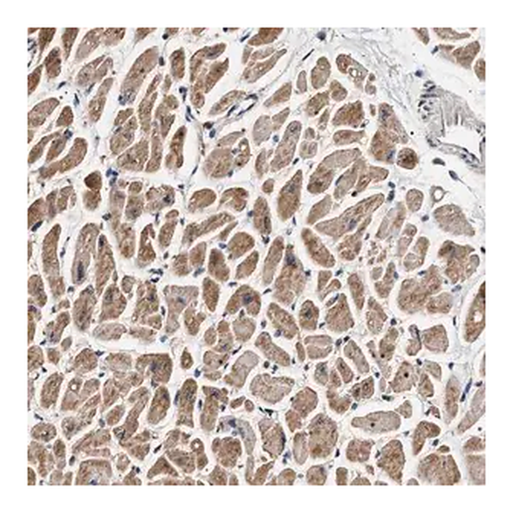 Merck Anti-DCBLD2 antibody produced in rabbit