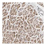Merck Anti-DCBLD2 antibody produced in rabbit