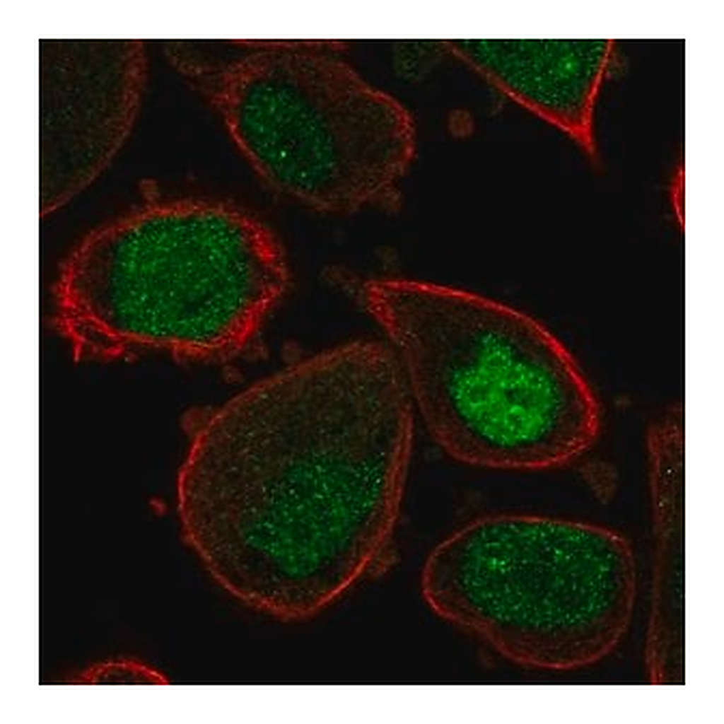 Merck Anti-ASF1A antibody produced in rabbit