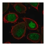 Merck Anti-ASF1A antibody produced in rabbit