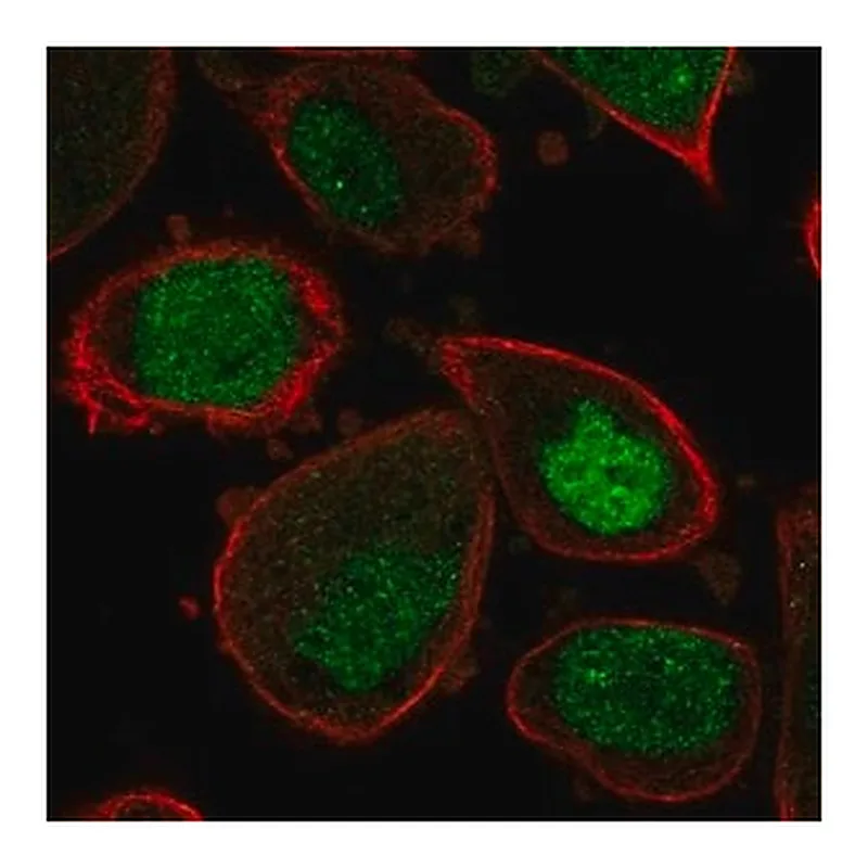 Merck Anti-ASF1A antibody produced in rabbit