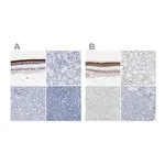 Merck Anti-IMPG2 antibody produced in rabbit