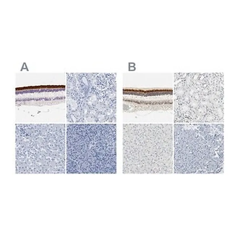 Merck Anti-IMPG2 antibody produced in rabbit