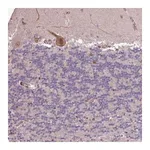 Merck Anti-CABP1 antibody produced in rabbit