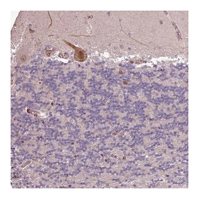 Merck Anti-CABP1 antibody produced in rabbit
