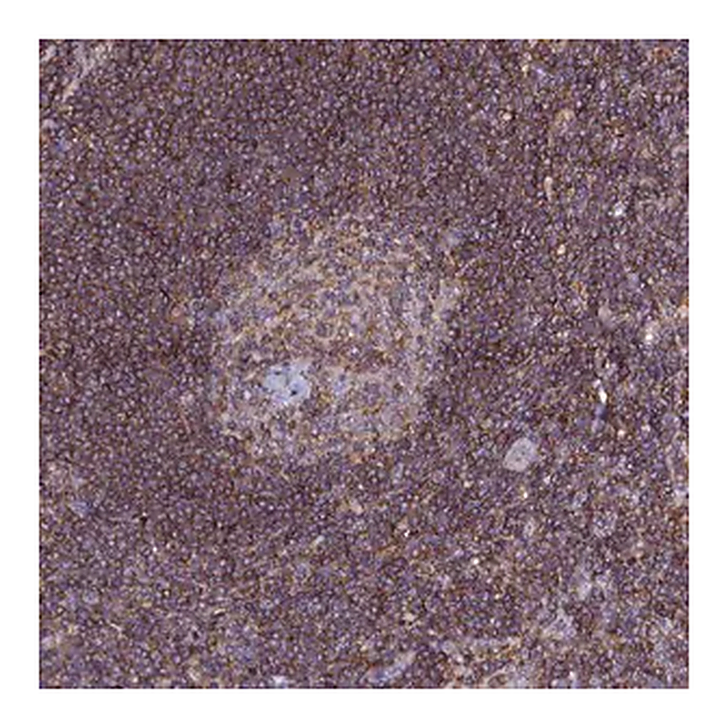 Merck Anti-NCKAP1L antibody produced in rabbit