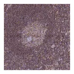 Merck Anti-NCKAP1L antibody produced in rabbit