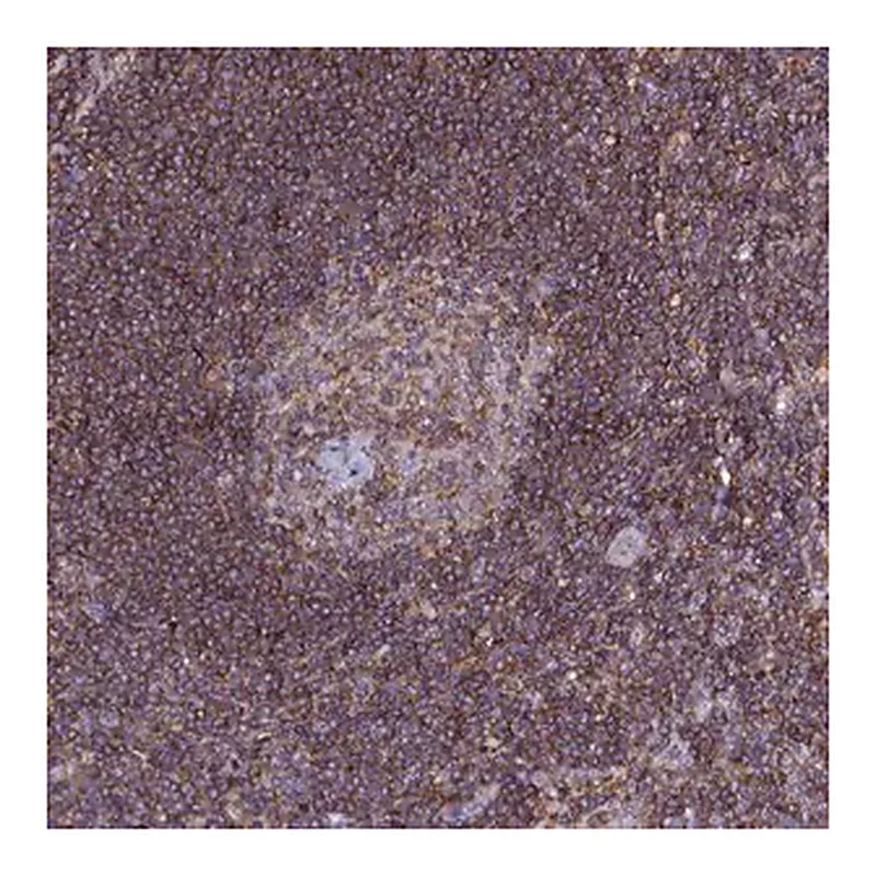 Merck Anti-NCKAP1L antibody produced in rabbit