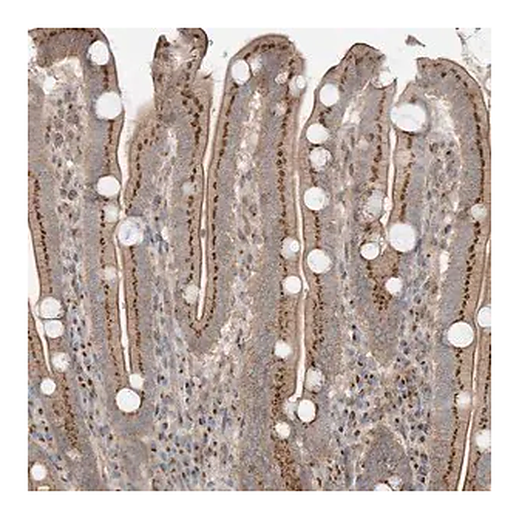 Merck Anti-CUX1 antibody produced in rabbit