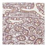 Merck Anti-FAM13A antibody produced in rabbit