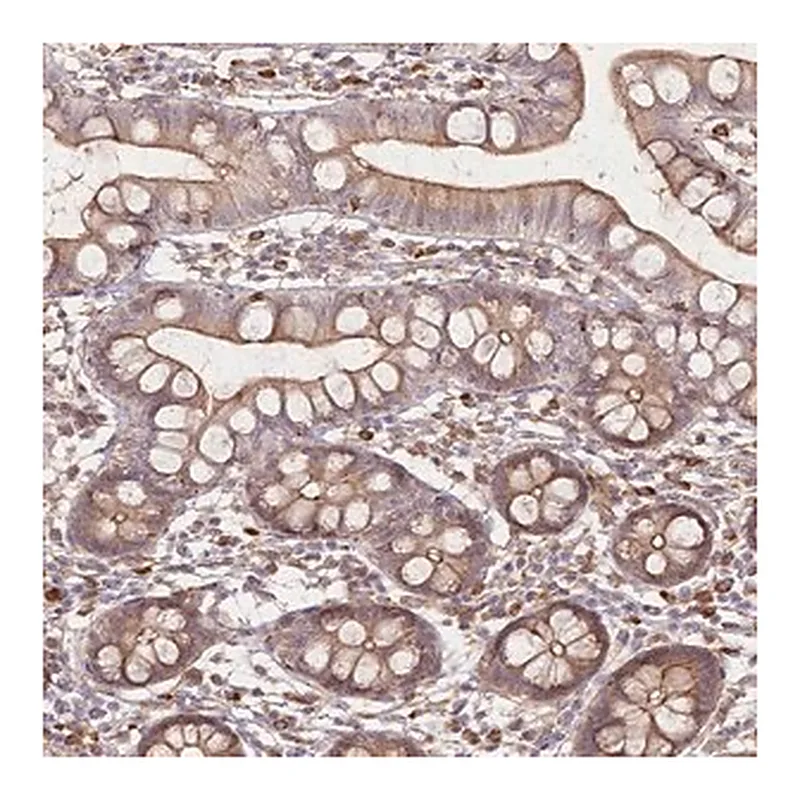 Merck Anti-FAM13A antibody produced in rabbit