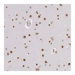 Merck Anti-HNRNPH2 antibody produced in rabbit