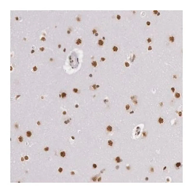 Merck Anti-HNRNPH2 antibody produced in rabbit