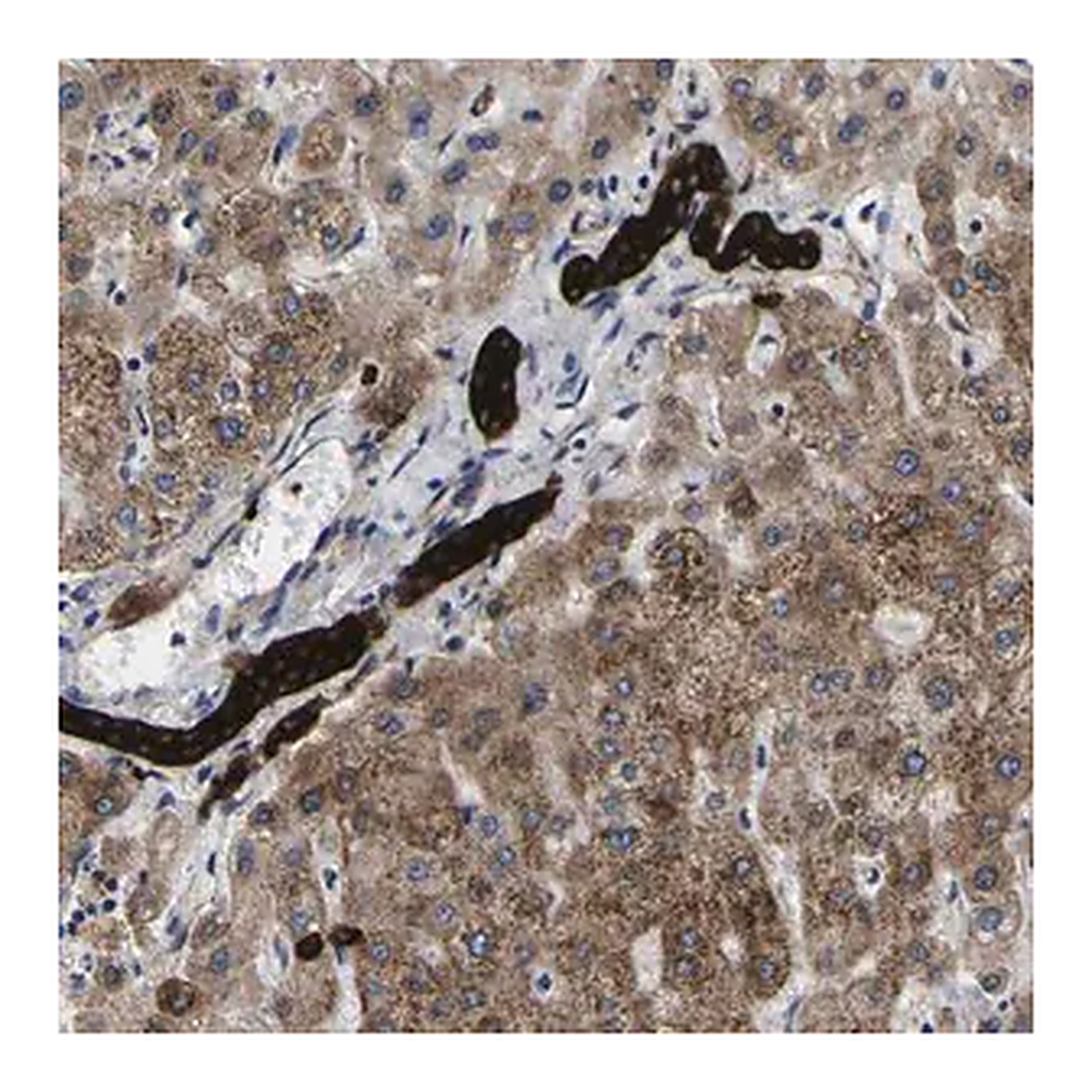 Merck Anti-SCD antibody produced in rabbit