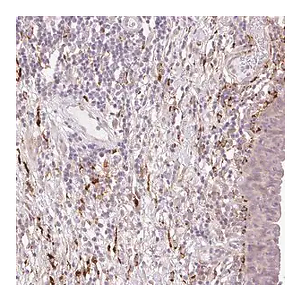 Merck Anti-COL5A1 antibody produced in rabbit