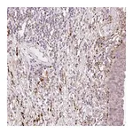 Merck Anti-COL5A1 antibody produced in rabbit