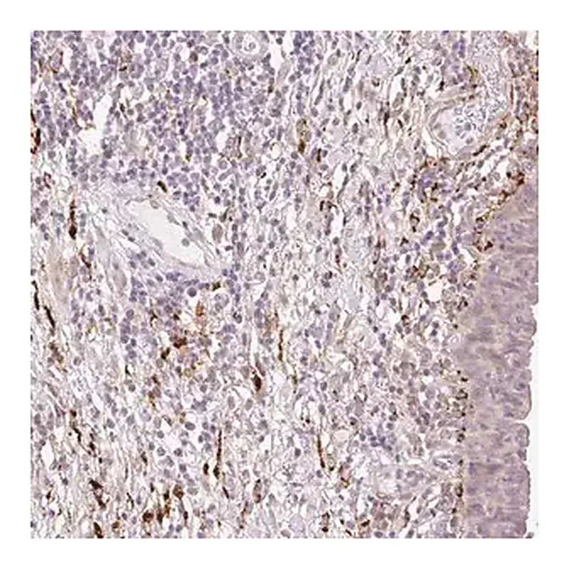 Merck Anti-COL5A1 antibody produced in rabbit