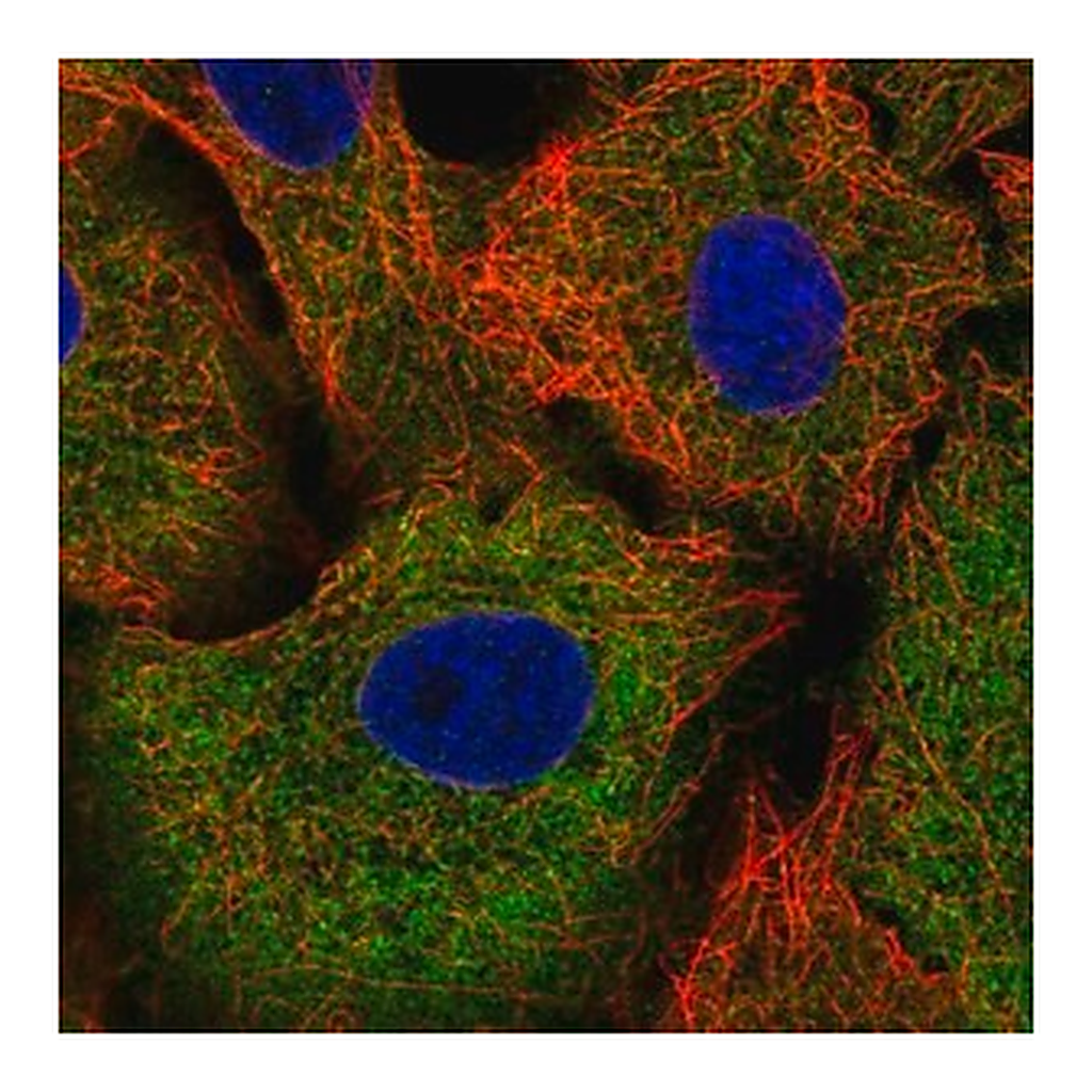 Merck Anti-TRIM16 antibody produced in rabbit