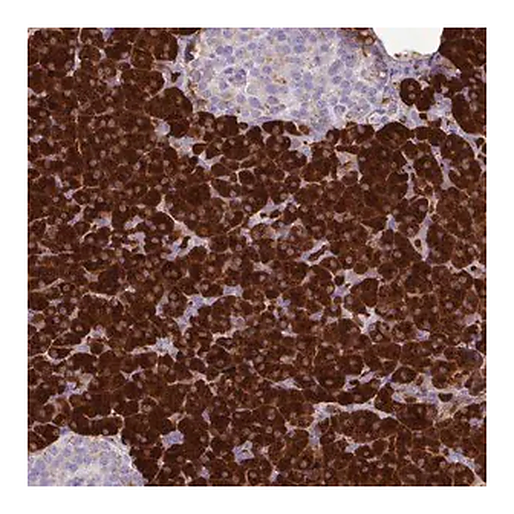 Merck Anti-AMY1A antibody produced in rabbit