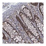 Merck Anti-TBCK antibody produced in rabbit