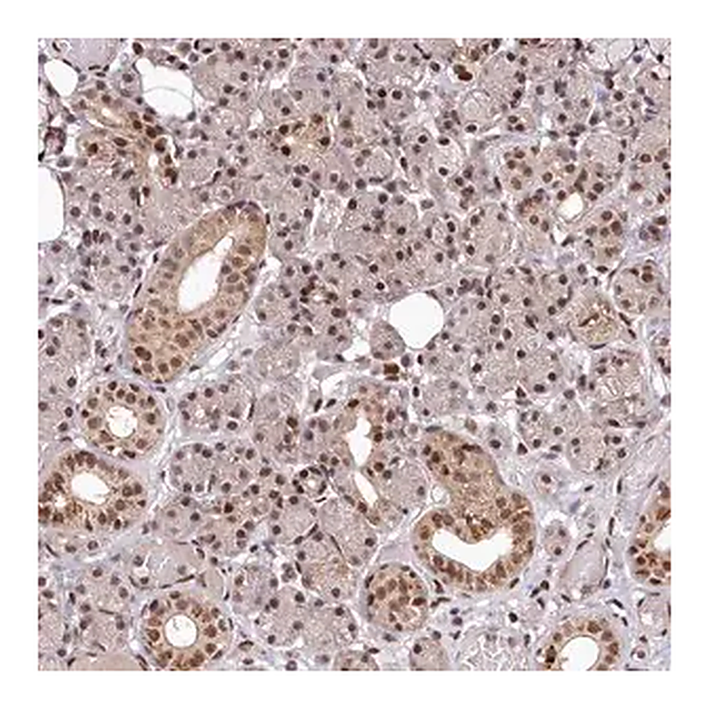 Merck Anti-MAML2 antibody produced in rabbit