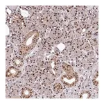 Merck Anti-MAML2 antibody produced in rabbit