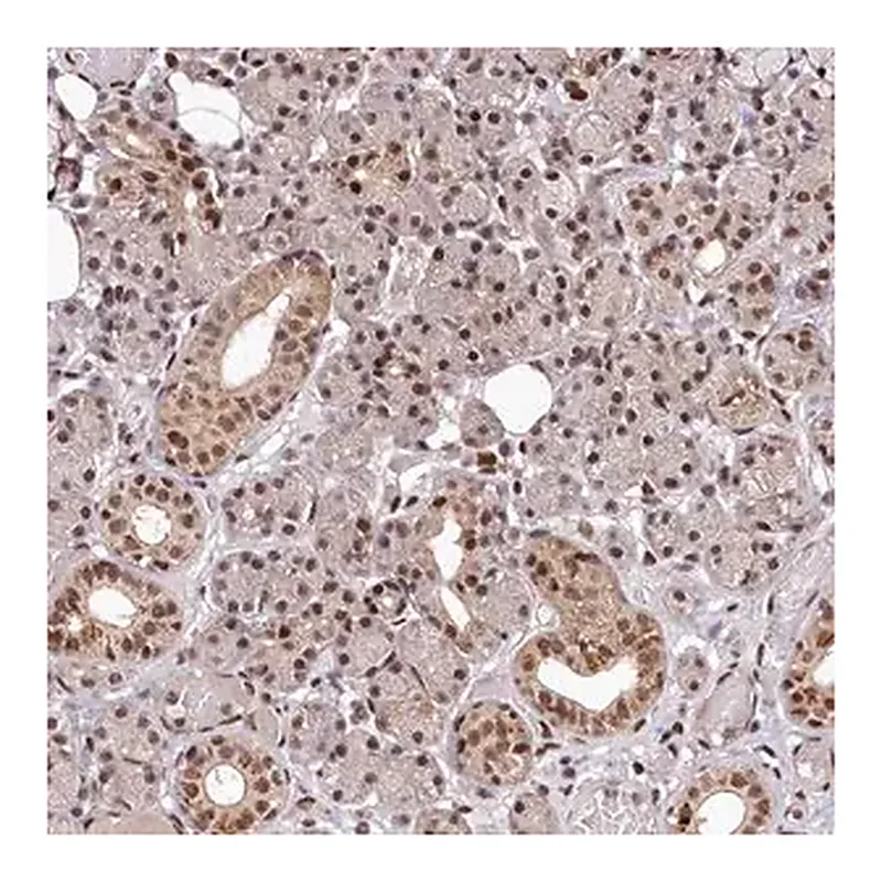 Merck Anti-MAML2 antibody produced in rabbit