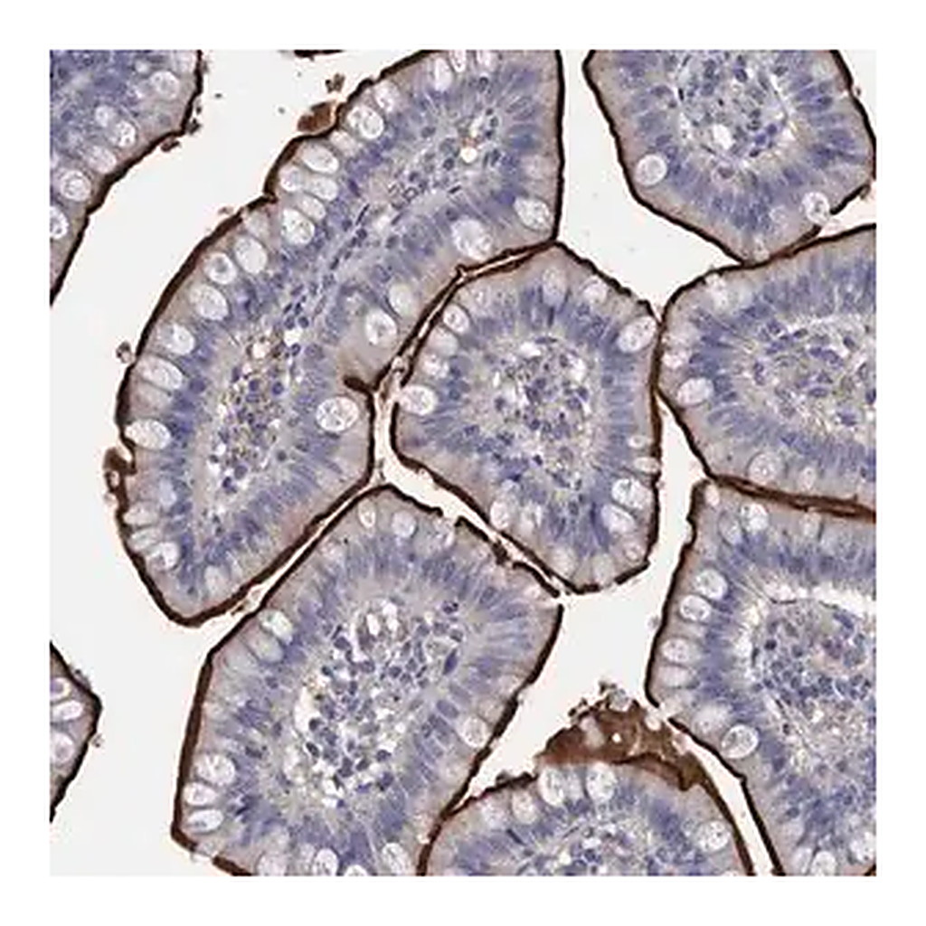 Merck Anti-DLL4 antibody produced in rabbit