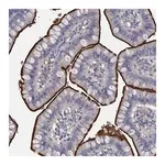 Merck Anti-DLL4 antibody produced in rabbit